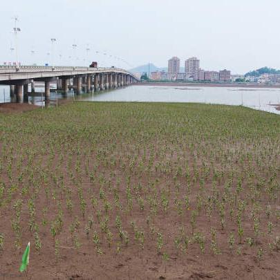 深圳西湾红树林赶海什么时间最好？