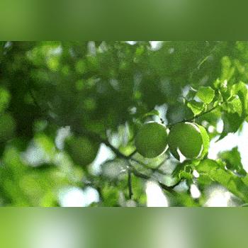 萧山区进化镇可乘那几路公交车？