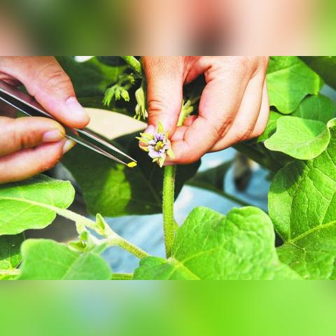 合肥农科院宿舍相关长尾关键词有哪些