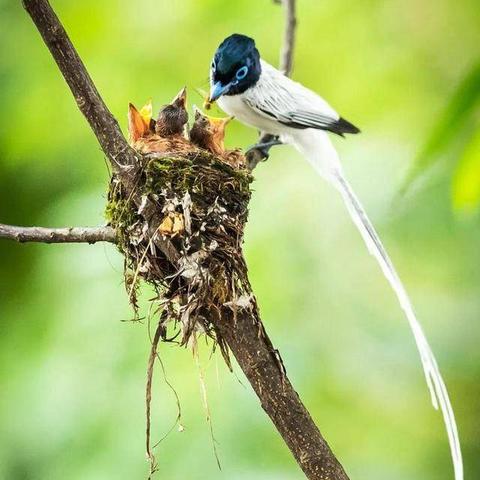 长沙羽微相关长尾关键词有哪些