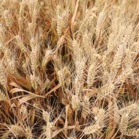 “你的八字里藏着怎样的婚恋密码？”