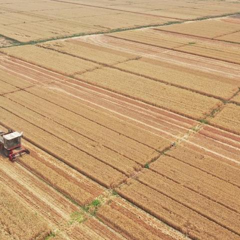 石家庄市小麦代收点的长尾关键词有什么