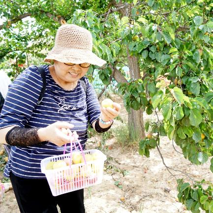 兰州市哪个镇子有杏子村