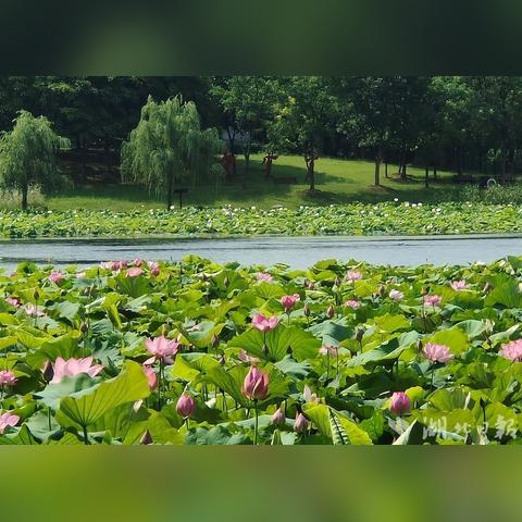 武汉市什么地方有荷花摘