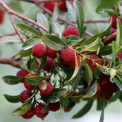 邯郸市缤纷果园在哪里