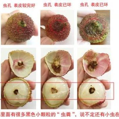 福建什么虫子