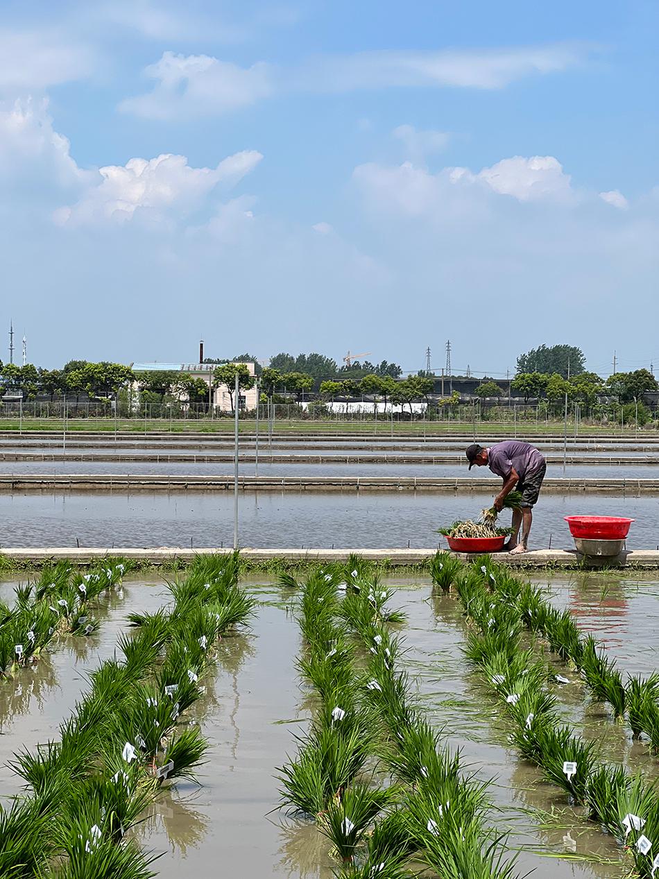 杂交水稻论文的格式要求微生物菌剂十大排名