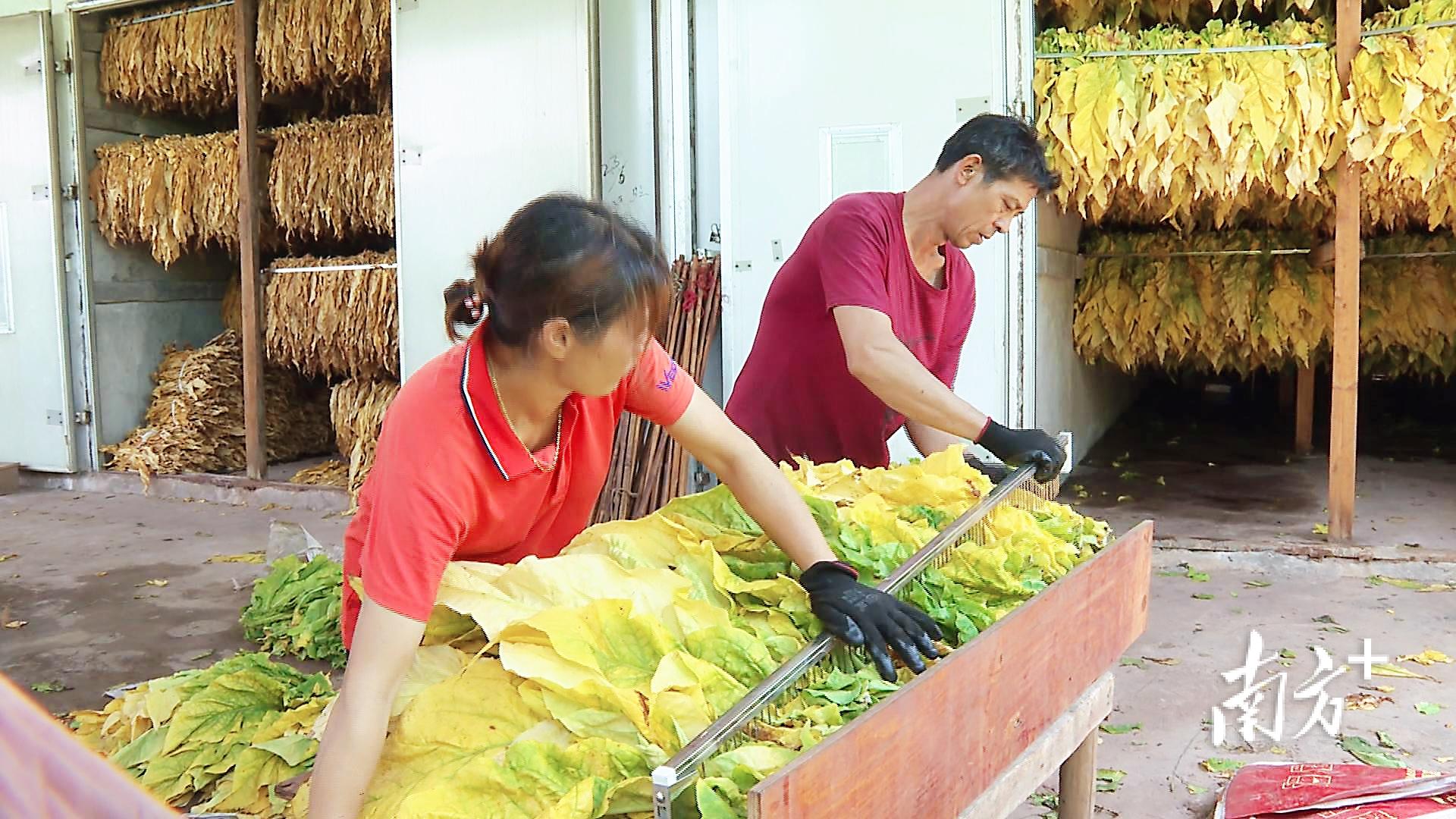 南雄柑橘種植手藝視頻_廣東省是不是全國更好的省