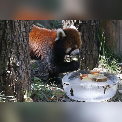 动物还有什么避暑的方法