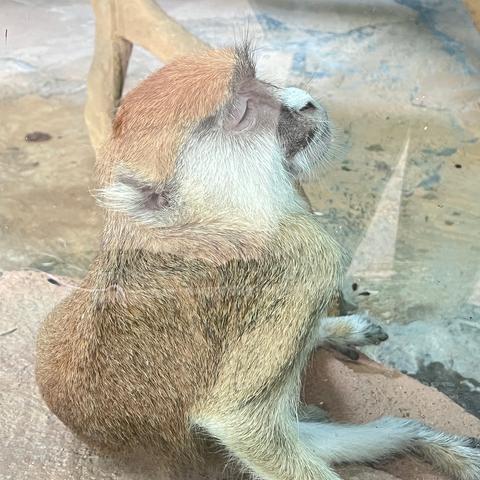 武汉市什么动物最特色