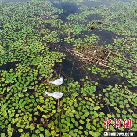 武汉市内哪里有室内篮球场可以打球？