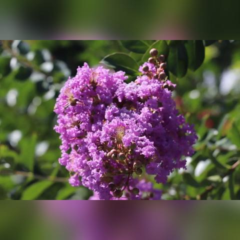 桂林市紫薇田园哪里好