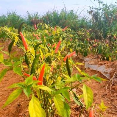 福建辣椒种植面积及分布？