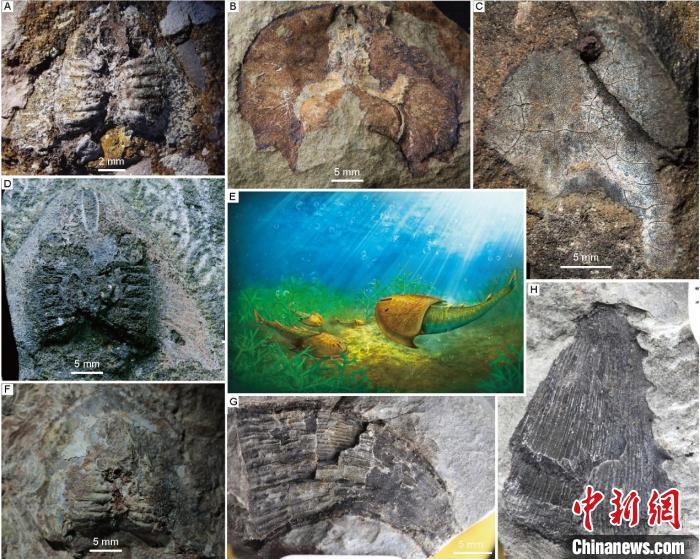 古脊椎动物大学生实践论文什么动物的舌头最灵敏