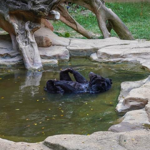 南宁动物公园门票的相关长尾关键词有哪些