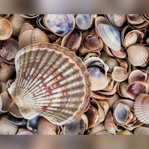 贝壳是什么垃圾