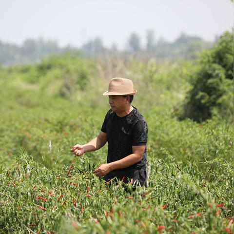 信阳与阜阳哪个发达？