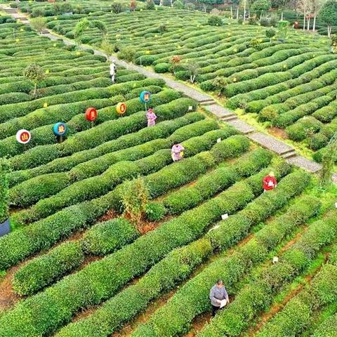 卖茶叶哪个跨境电商平台 的拓展长尾关键词是那些 