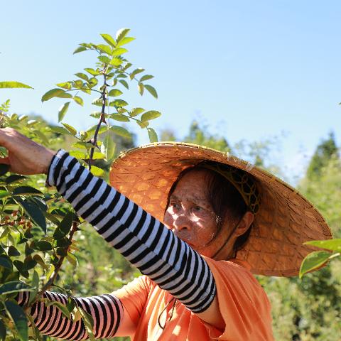 菜地病虫害多怎么办