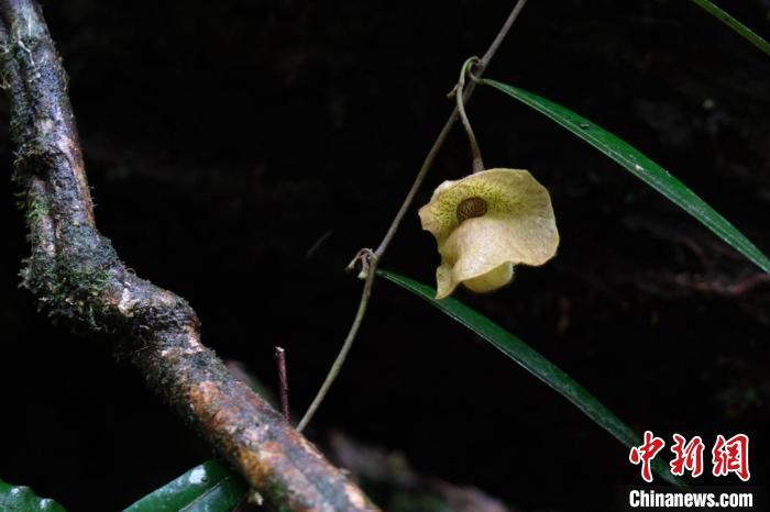 植物分类与资源毕业论文目录格式一般写园林专业毕业论文写什么植物的比较多