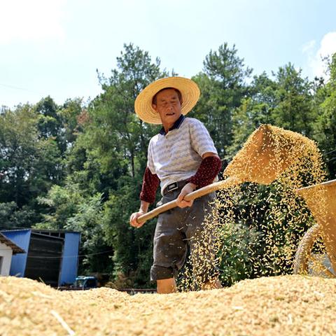 温州市双峰村农田改造的长尾关键词有哪些