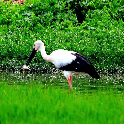 南通市水稻价格多少