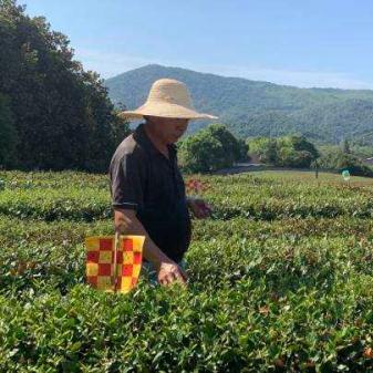 杭州转塘茶叶的相关长尾关键词有哪些