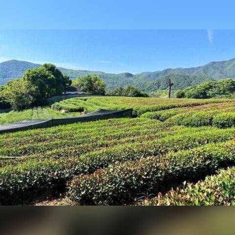 杭州市什么气候类型