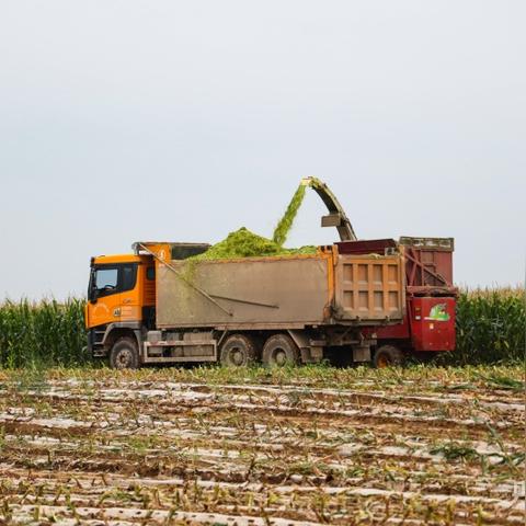 甘肃水果玉米产自哪里？