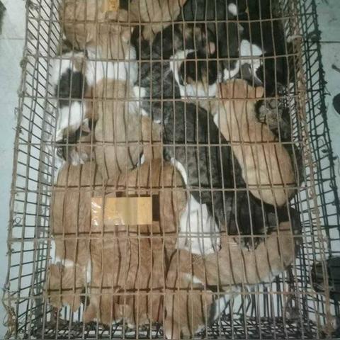 猫的济南话相关长尾关键词有哪些