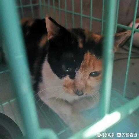 猫济南市场在哪里