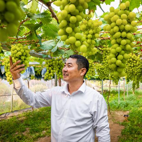 济南柚相关长尾关键词有哪些