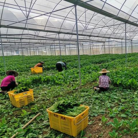 佛山市二手大棚管网转让的长尾关键词有哪些