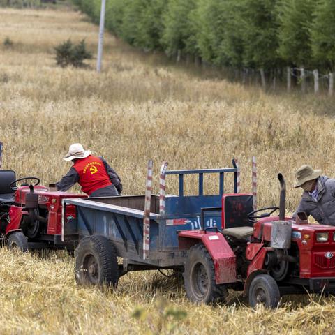 河南大青稞怎么样