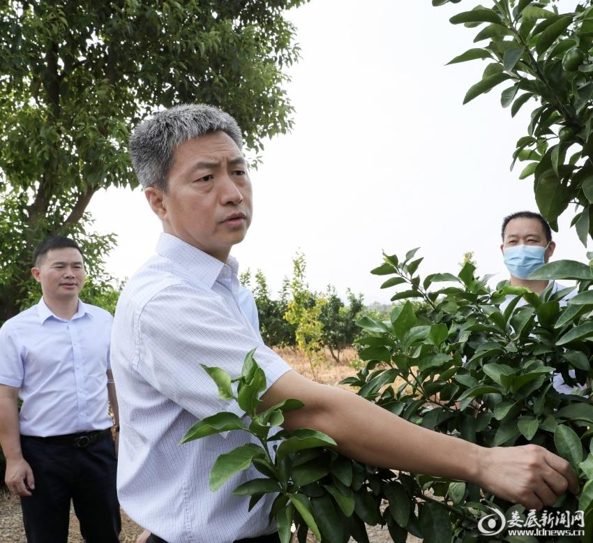 婁底柑橘種植新手藝_衡陽隔鄰是哪個(gè)市