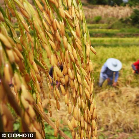 白露贵州吃什么传统食物