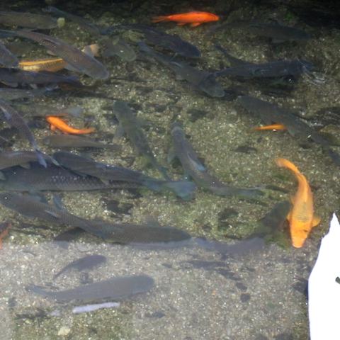 深圳市水鱼村在哪个区