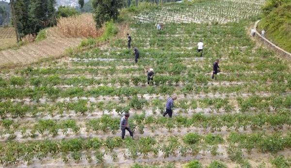 红辣椒风水_陕西关中地区哪个区县适合养老