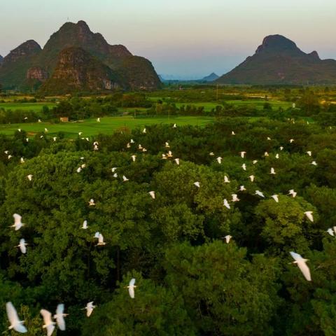 桂林市哪里还有鸟卖