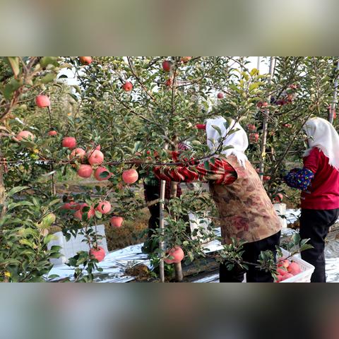 潍坊市果蔬价格的长尾关键词有什么