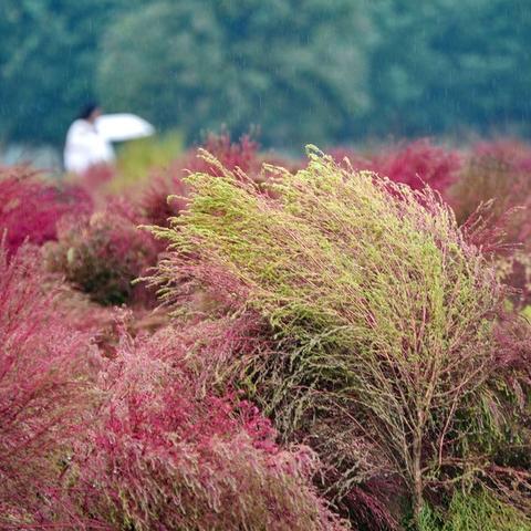 西安市市民码变红怎么办