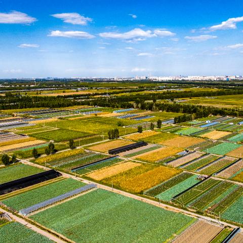 天津去哪个菜地进货最好