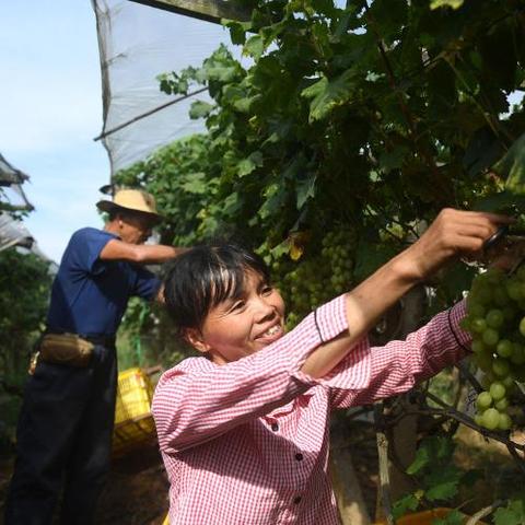 广西桂林毛竹山葡萄相关长尾关键词有哪些