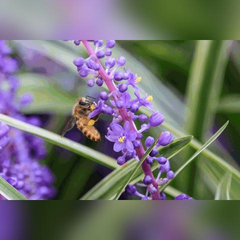 福建阔叶麦冬怎么样