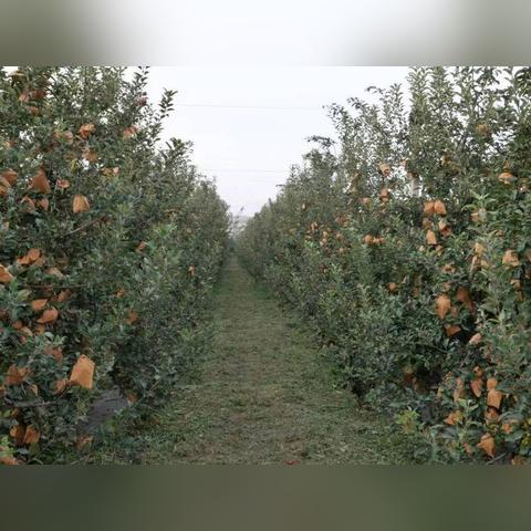 山东潍坊市好日子广场舞的长尾关键词有哪些