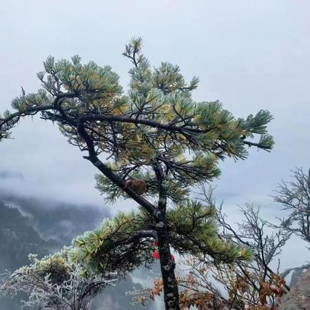 2025.12.29周口今日气温变化情况