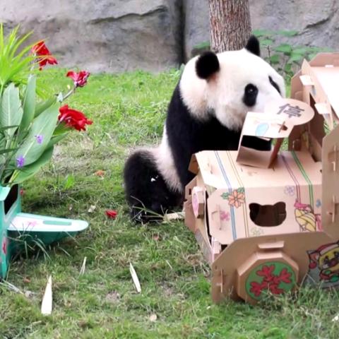 上海周边的熊猫有哪些