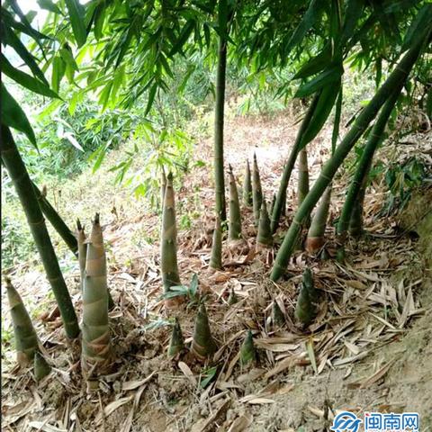 保定市家家红罐头的长尾关键词有什么