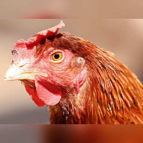 美国出现首例禽流感重症病例 加州宣布进入紧急状态