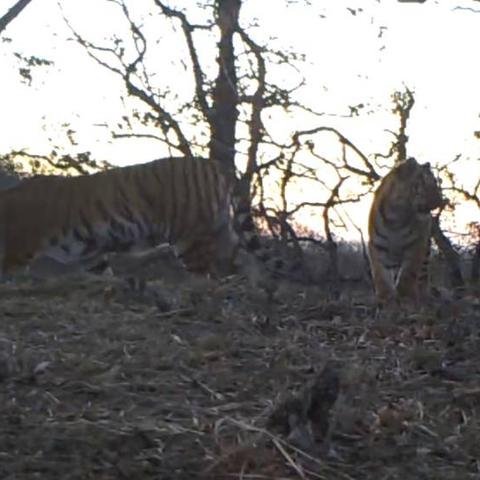 生肖虎33岁今年运势(33岁属虎今年是不是劫)